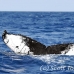whale_humpback_h_00054_dom2075.jpg